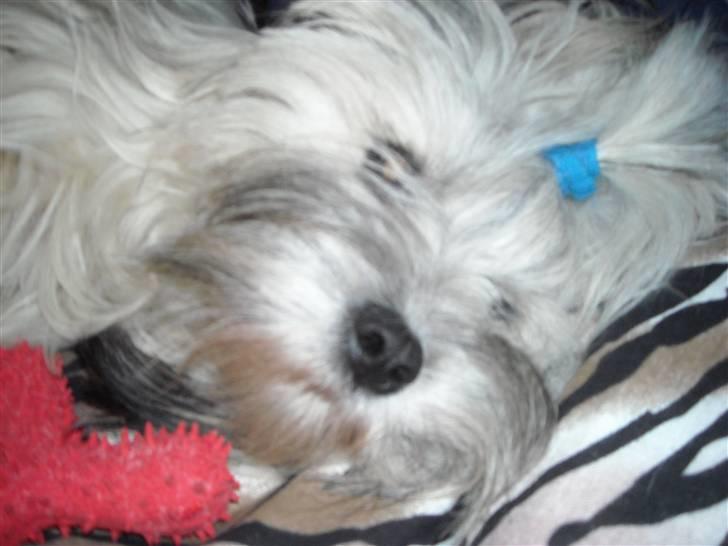 Lhasa apso Tutsie billede 8