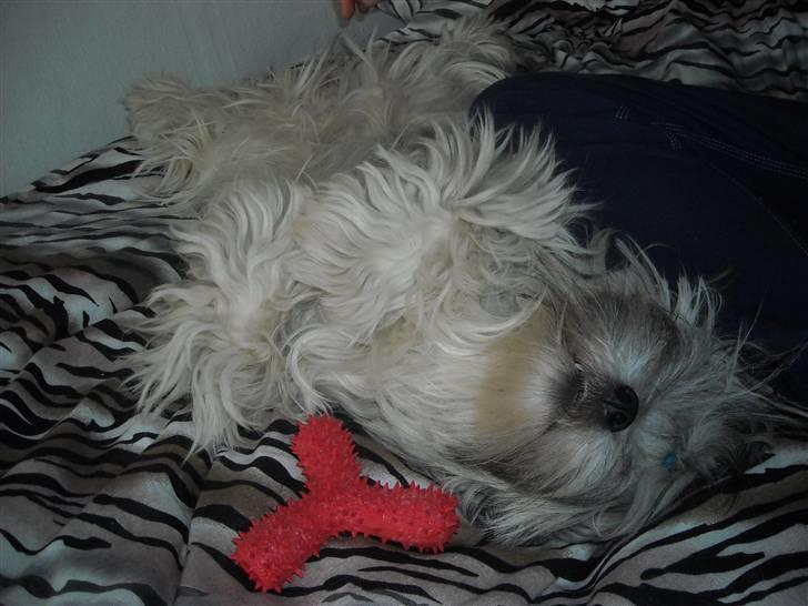 Lhasa apso Tutsie billede 9