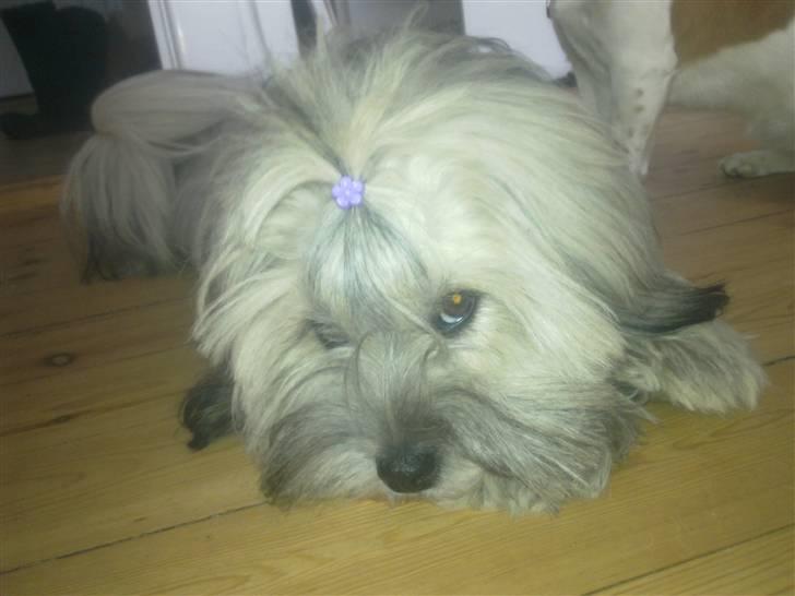 Lhasa apso Tutsie - Smukke Tut billede 10