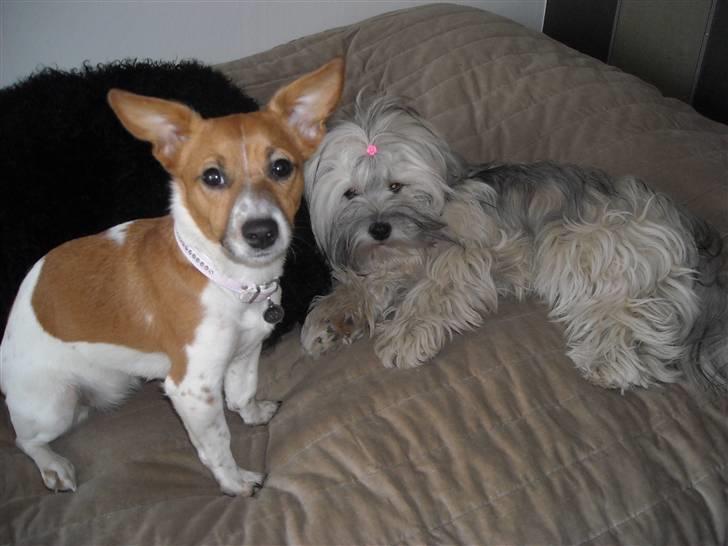 Lhasa apso Tutsie billede 11