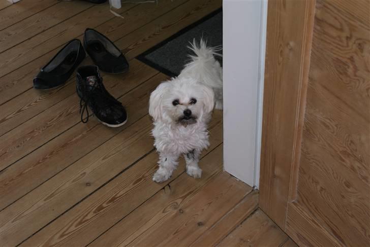 Malteser Luna - Det var så den eyeliner. Hvem sagde teenager???  billede 7