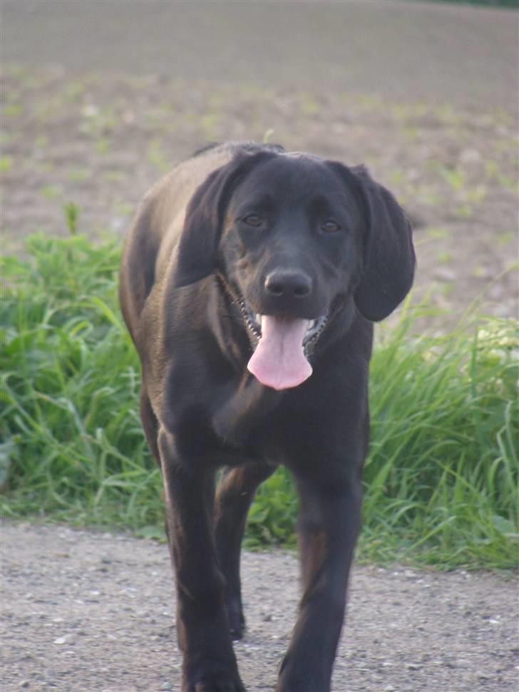 Blanding af racer Aya - velkommen til Aya´s profil (; - ynglings billed !  billede 1