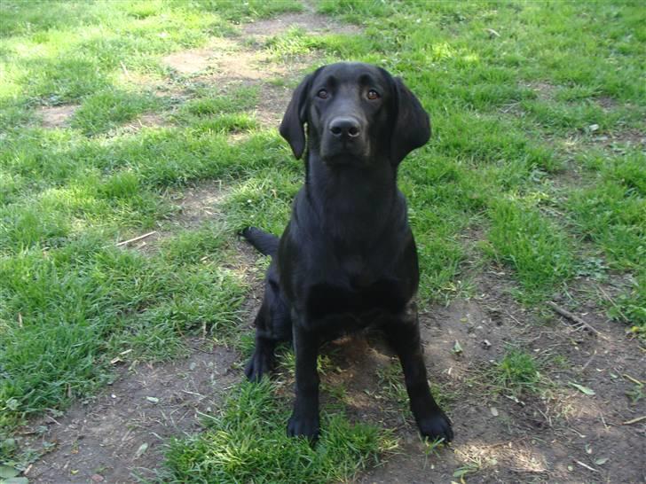 Blanding af racer Aya - Modelbilled :D billede 2