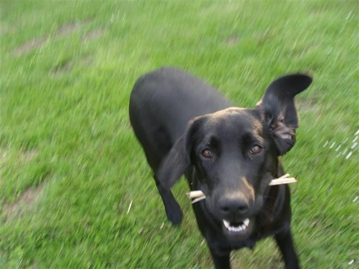 Blanding af racer Aya - Store øre ;-) billede 3