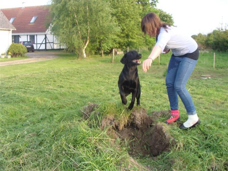 Blanding af racer Aya - hop lille hund! d; billede 4