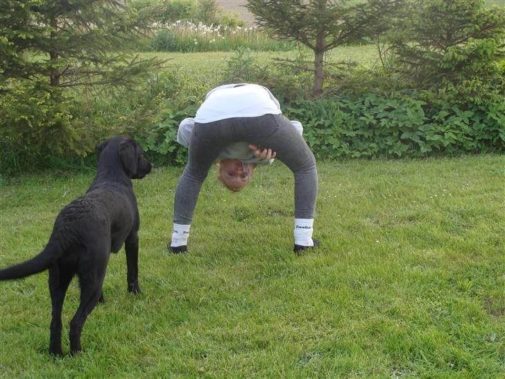 Blanding af racer Aya - "Hvad fanden har du gang i?" :D billede 6