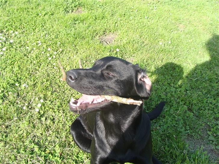 Blanding af racer Aya billede 7