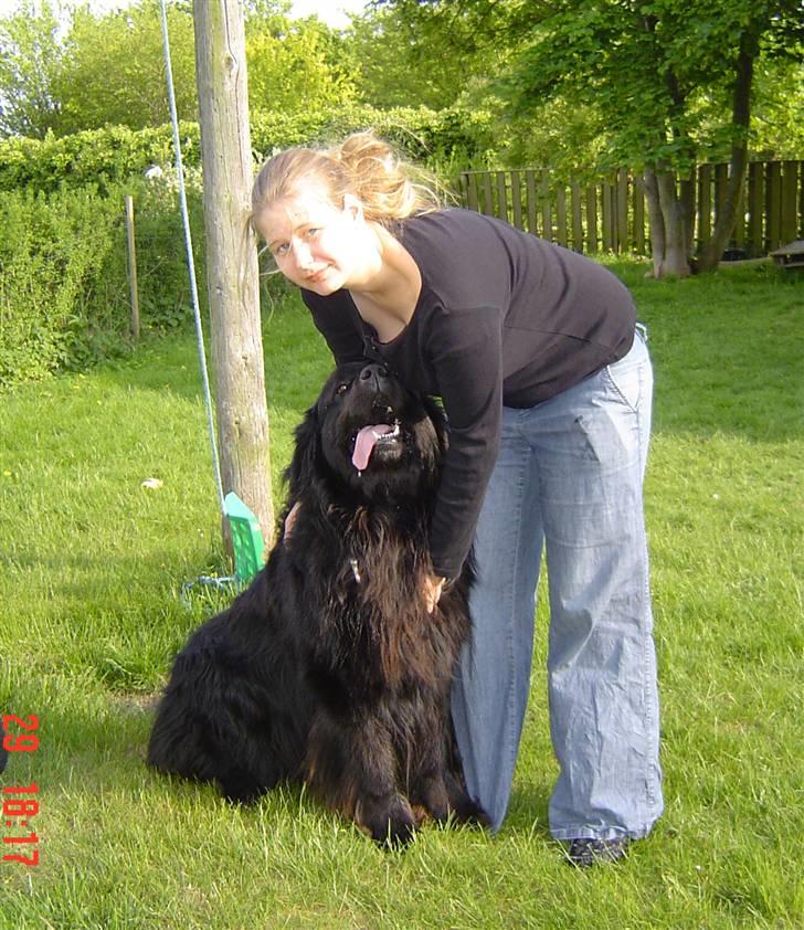 Newfoundlænder Balto billede 5