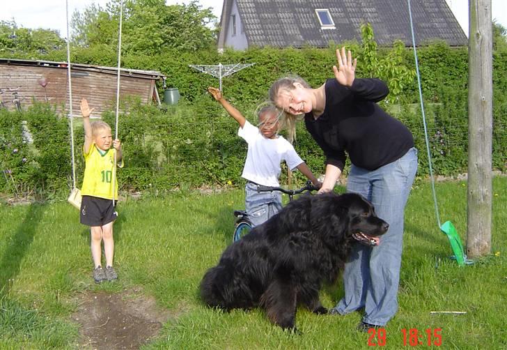 Newfoundlænder Balto billede 6