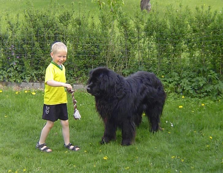 Newfoundlænder Balto billede 7