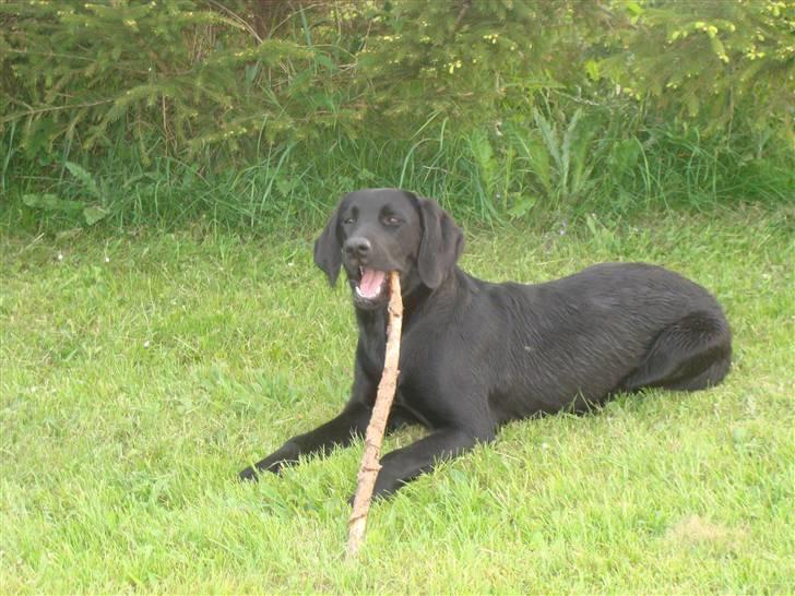 Blanding af racer Aya billede 10