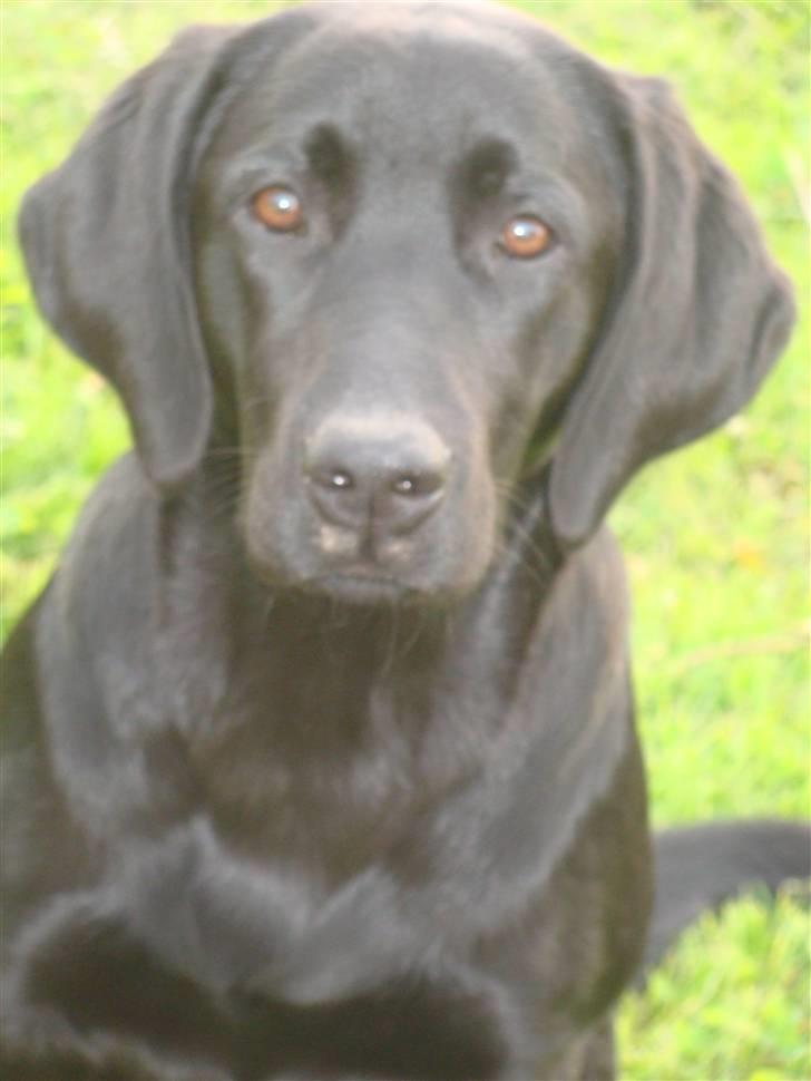 Blanding af racer Aya billede 11