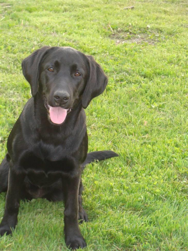 Blanding af racer Aya billede 12