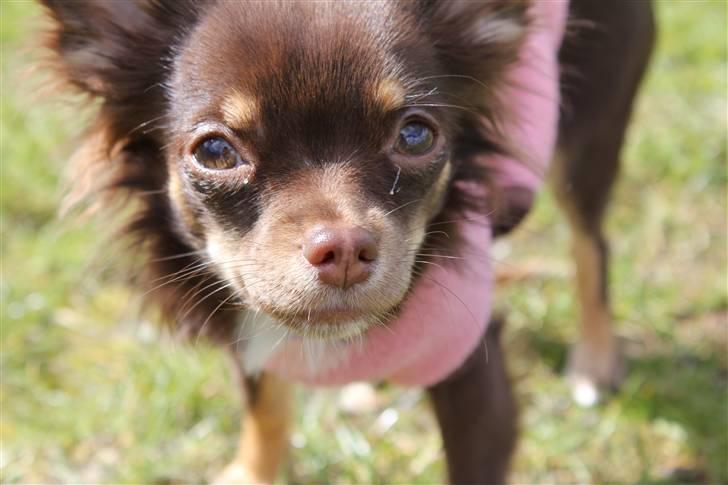 Chihuahua Vanilie billede 12