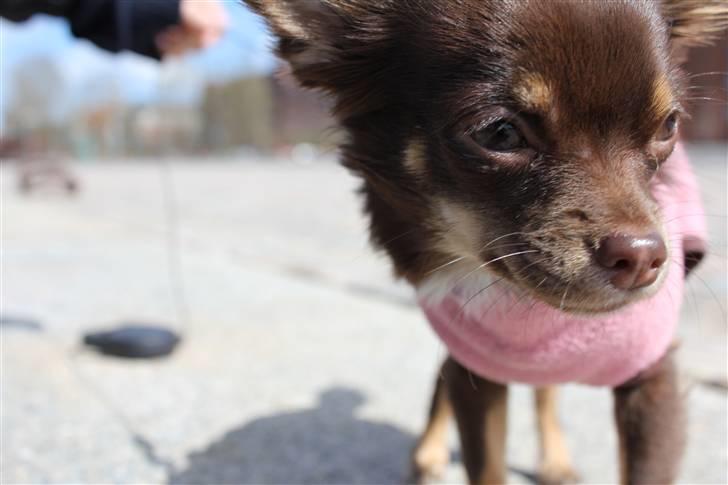 Chihuahua Vanilie billede 13