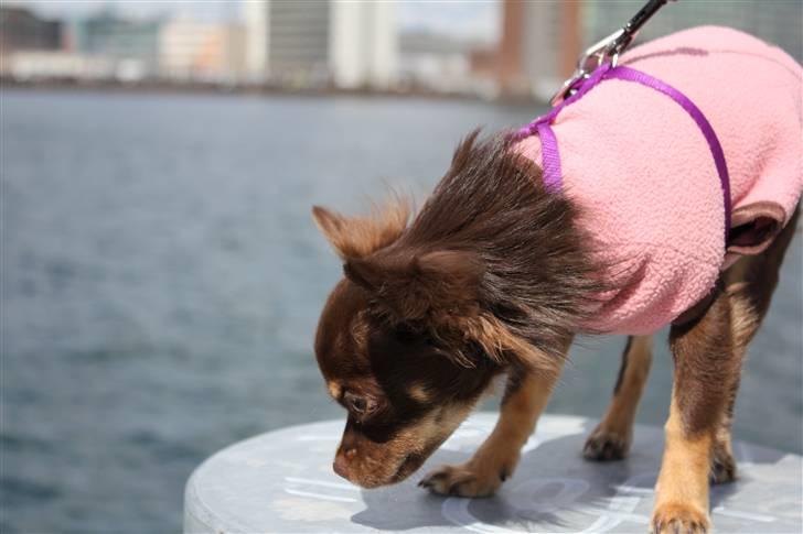 Chihuahua Vanilie billede 14