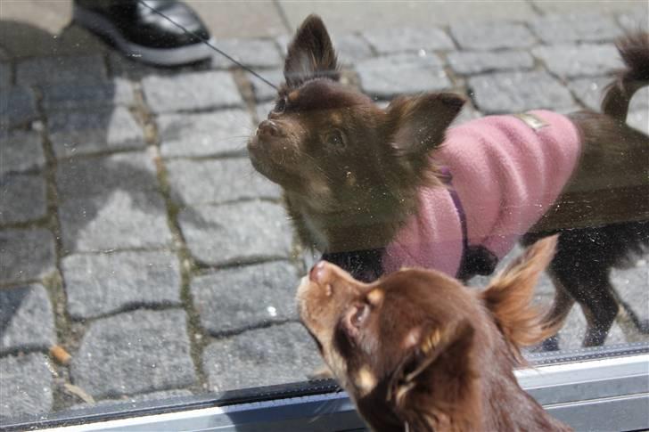 Chihuahua Vanilie - Vanilie 6 mdr :-) billede 15