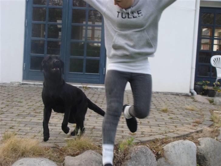 Blanding af racer Aya billede 13