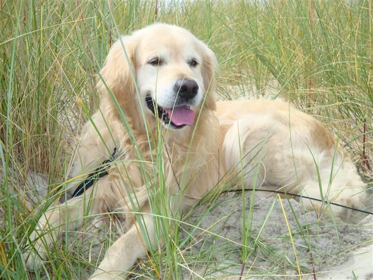 Golden retriever Anton - Anton godt billede:D!! billede 1