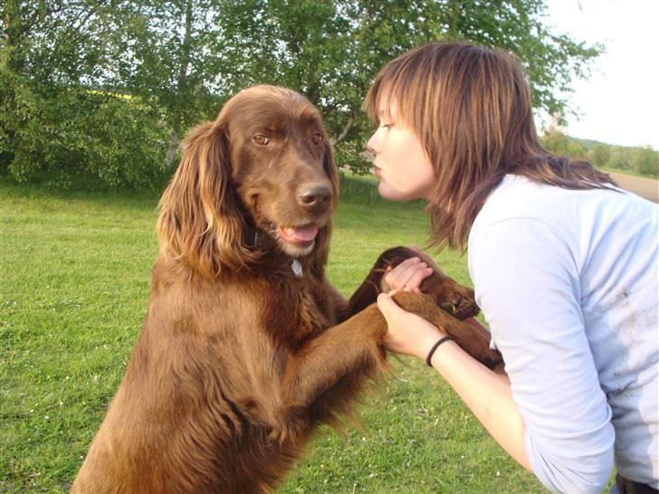 Langhåret hønsehund Felix. - Næ.. tror du jeg gider kysse dig !  billede 1