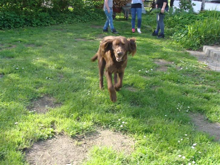 Langhåret hønsehund Felix. - Jeg kommer nu mor !!!!<3 billede 2