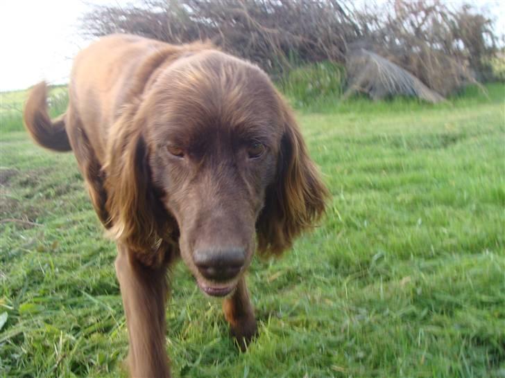 Langhåret hønsehund Felix. - Helt tæt på tingen der ! billede 5