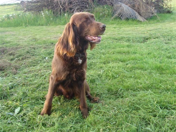 Langhåret hønsehund Felix. - Hov, hvorfor må hun gå der ? billede 6