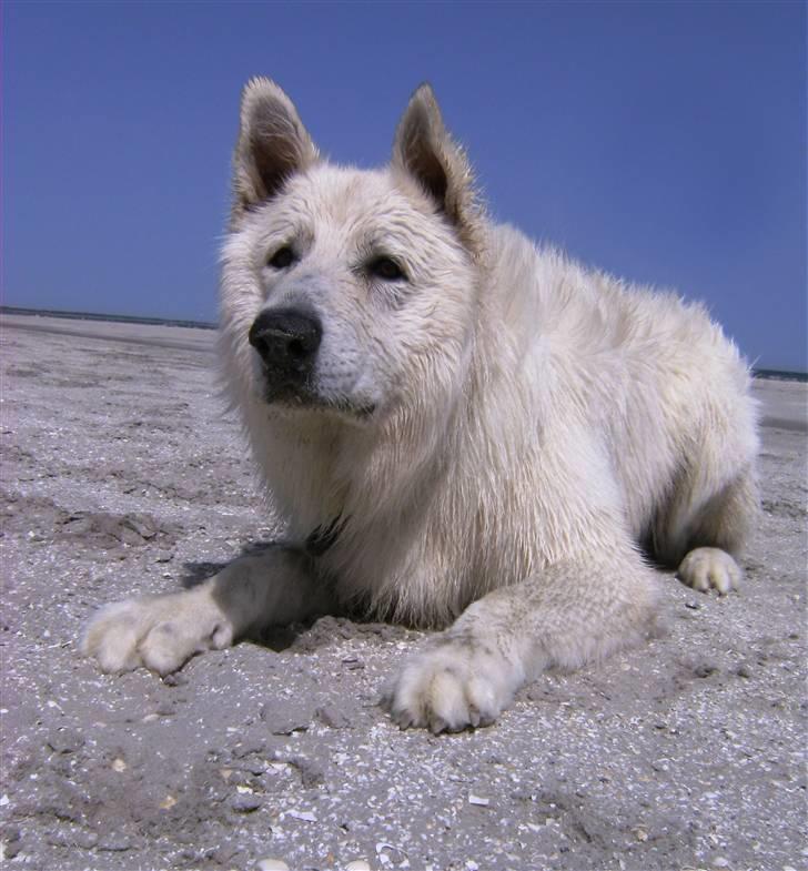 Hvid schæfer Cato - Cato på hans ynglingssted billede 16