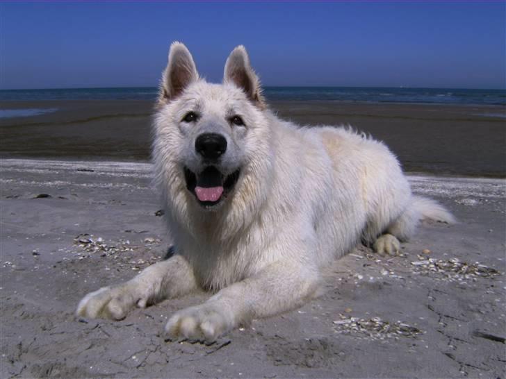 Hvid schæfer Cato - Cato på hans ynglingssted billede 17