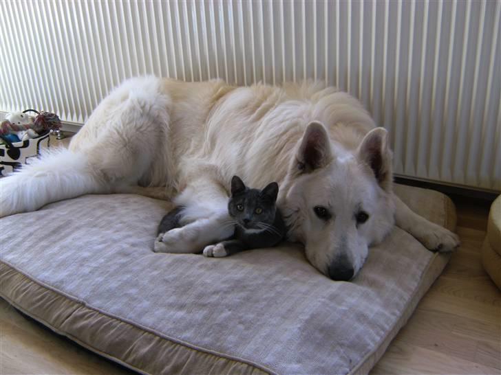 Hvid schæfer Cato - Cato pg Pjuske billede 18