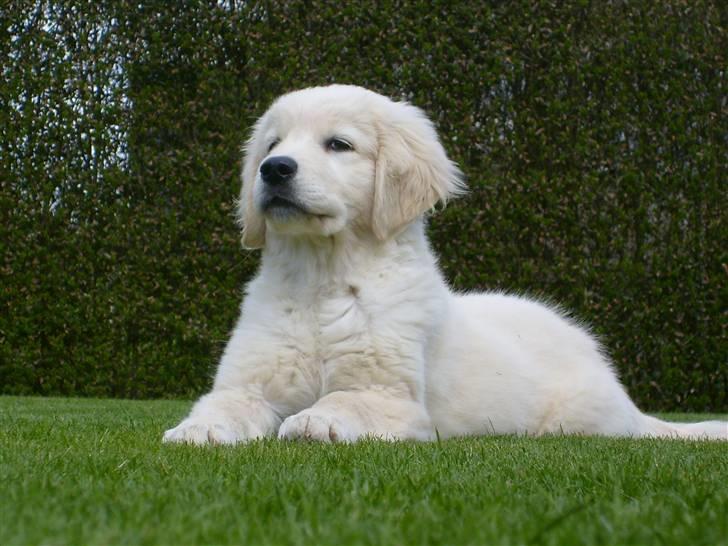 Golden retriever Luna billede 11