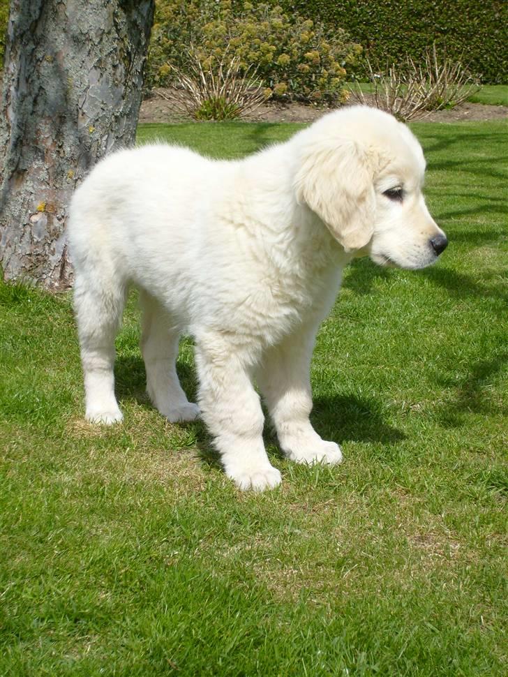 Golden retriever Luna billede 13