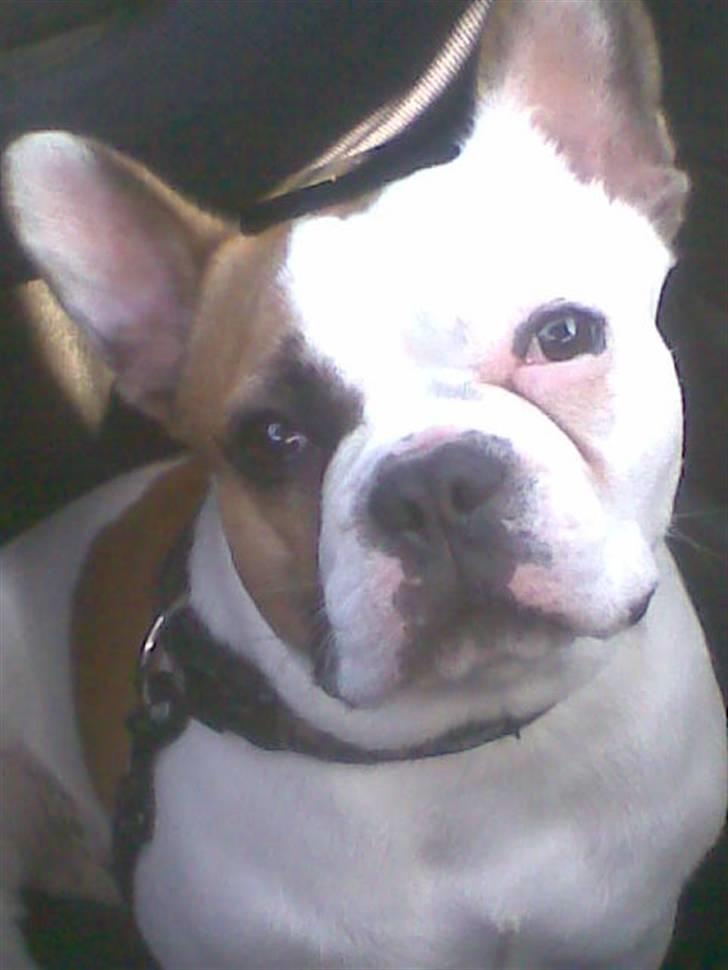 Fransk bulldog Bijous Freja billede 3