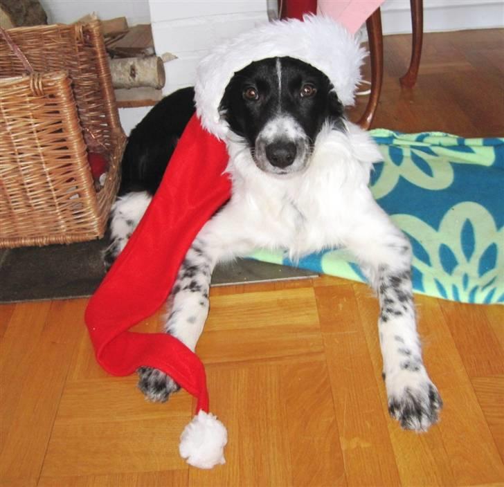 Blanding af racer Border Collie Milo - Julen 2009: Milo ønsker alle en glædelig jul ! billede 7