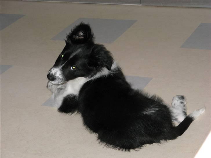 Blanding af racer Border Collie Milo - Milo 11 uger: Se hvor lille og uskyldig jeg er :D billede 9