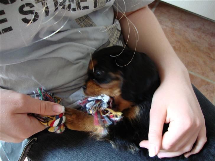 Cavalier king charles spaniel Cava Coton's Sadie billede 4