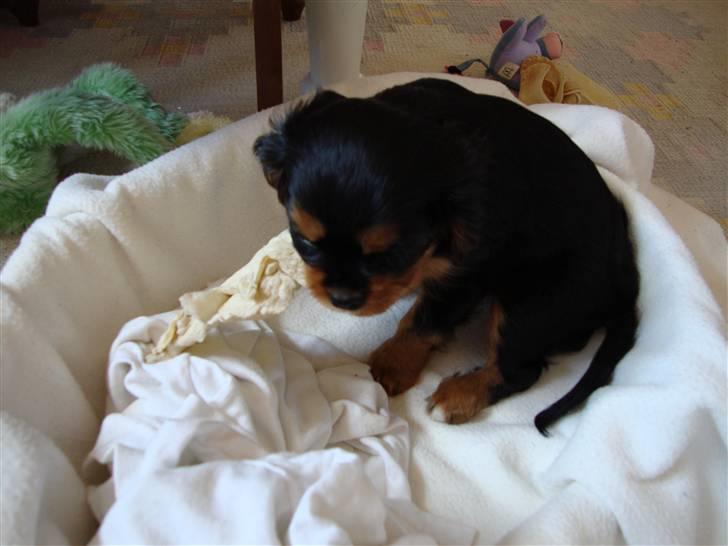 Cavalier king charles spaniel Cava Coton's Sadie billede 5