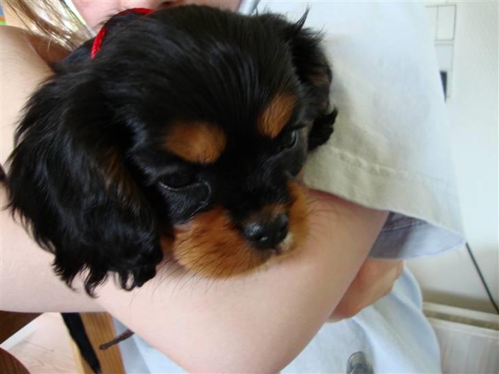 Cavalier king charles spaniel Cava Coton's Sadie billede 7