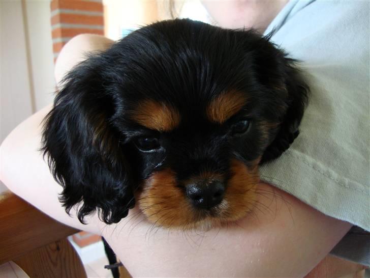 Cavalier king charles spaniel Cava Coton's Sadie billede 8