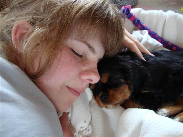 Cavalier king charles spaniel Cava Coton's Sadie billede 9