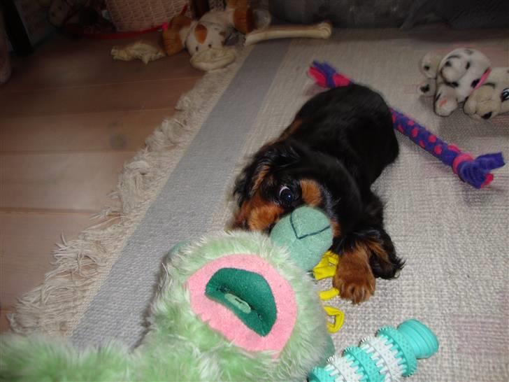 Cavalier king charles spaniel Cava Coton's Sadie billede 10