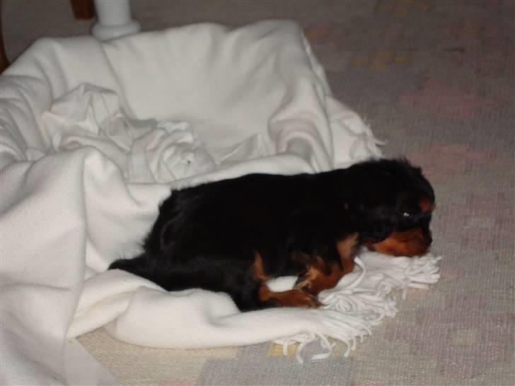 Cavalier king charles spaniel Cava Coton's Sadie billede 13