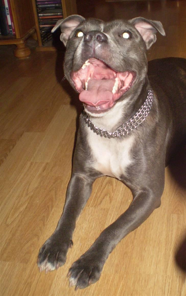 Staffordshire bull terrier Miss Silver Tinkle billede 9