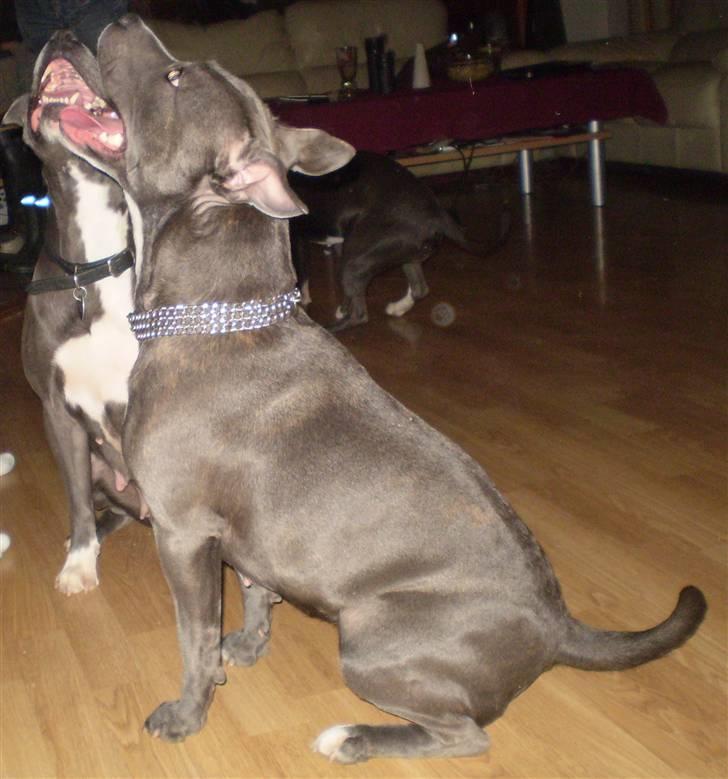 Staffordshire bull terrier Miss Silver Tinkle billede 10