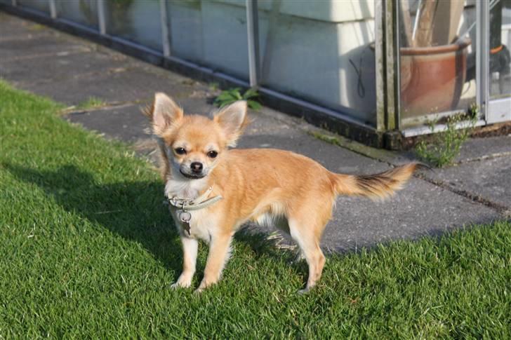 Chihuahua Frk Kvistes Abigail ~Abby~ - 6 mrd gammel billede 12