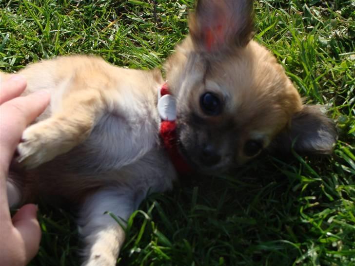 Chihuahua Frk Kvistes Abigail ~Abby~ billede 14