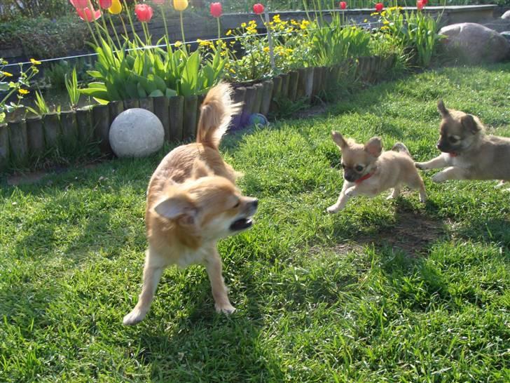 Chihuahua Frk Kvistes Abigail ~Abby~ billede 15