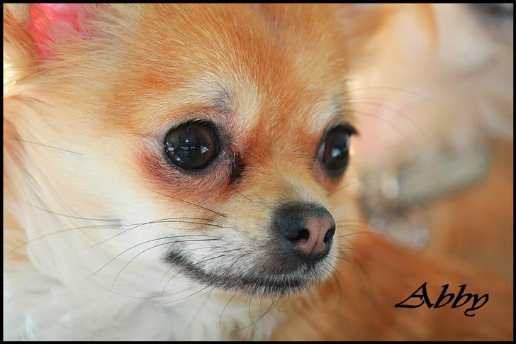 Chihuahua Frk Kvistes Abigail ~Abby~ billede 11