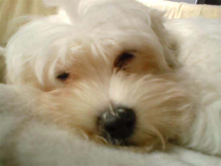 Malteser 'RAMEY' - Velkommen til Ramey´s profil billede 9