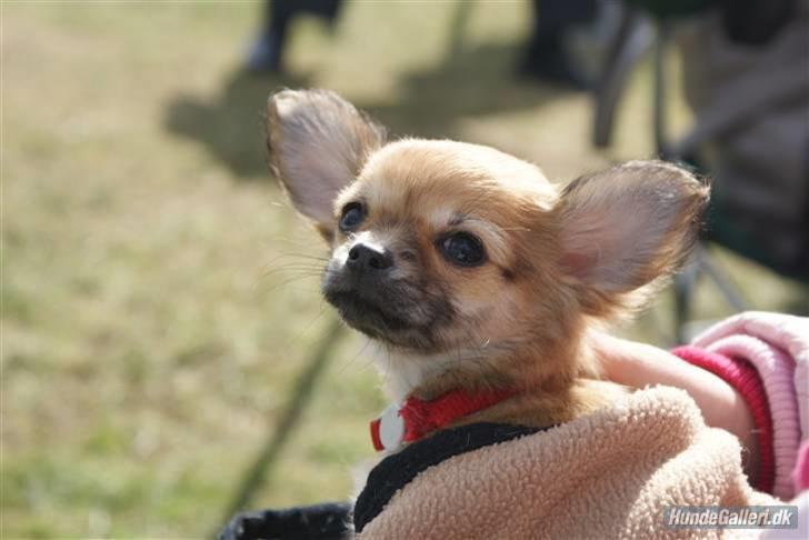 Chihuahua Frk Kvistes Abigail ~Abby~ billede 13
